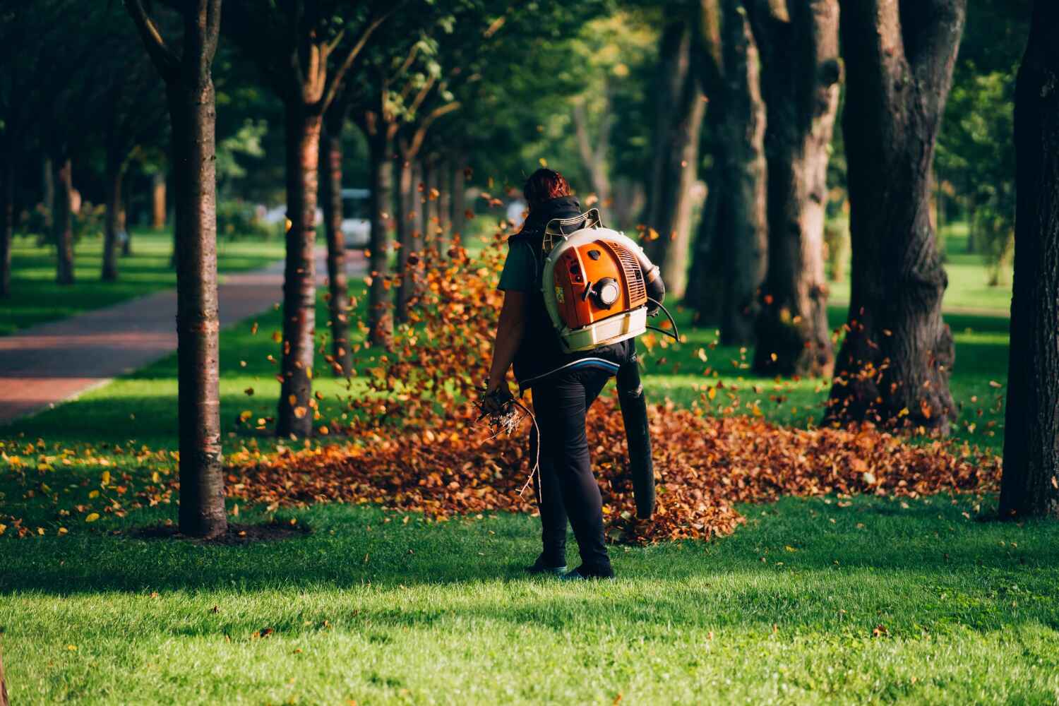 The Steps Involved in Our Tree Care Process in Red Bay, AL